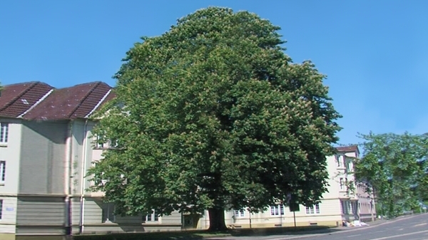 Der Kastanienbaum 