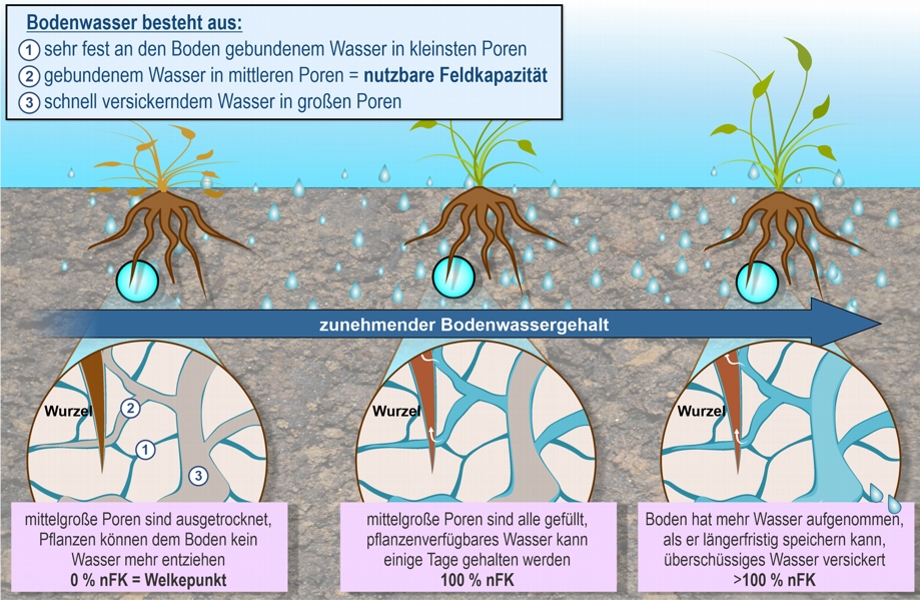 Nicht alles Wasser im Boden ist für Pflanzen nutzbar