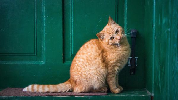 Katze vor einer Haustür