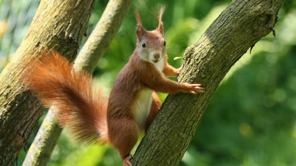 Ein Eichhörnchen