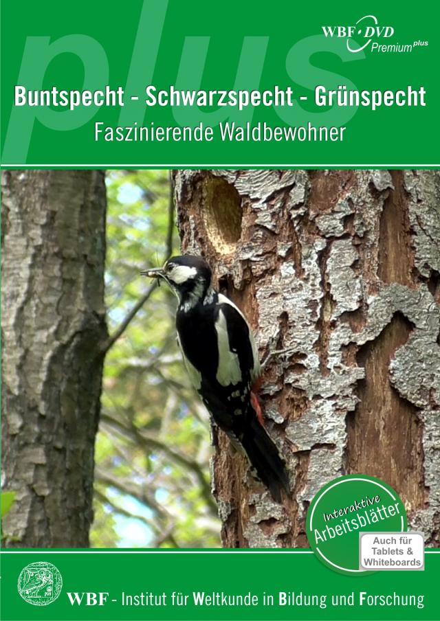 Buntspecht - Schwarzspecht - Grünspecht